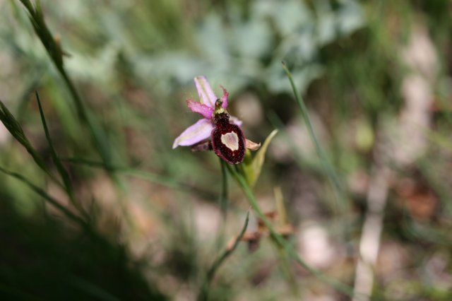 94-ophrys catalaunica